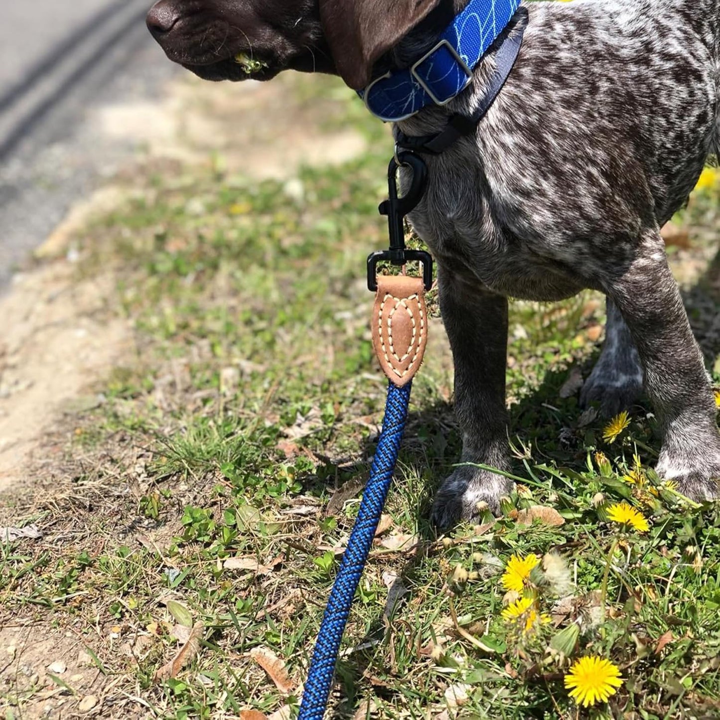 Rope Leash with Genuine Leather Connection, 6 FT/5 FT/4 FT, Heavy Duty Leash for Medium & Large Dogs (Blue, 60 Inch)
